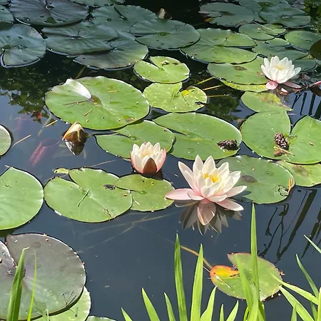 Casetta In Giardino Con Piscina Nyaraló